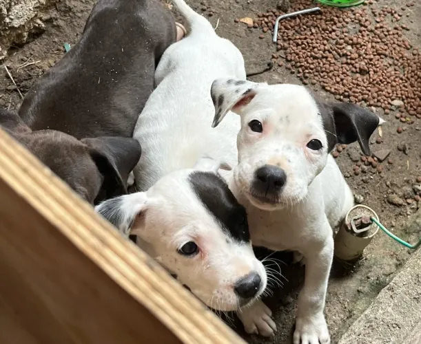 Venda de filhotes cane corso com Pitbull ( bandog )