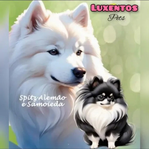 SPITZ ALEMÃO LEGÍTIMOS
