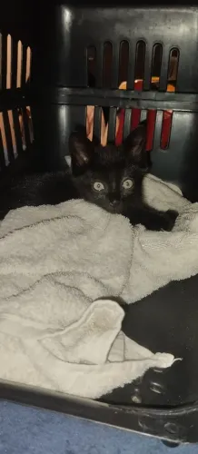 Doação gato