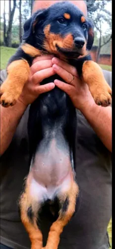 Rottweiler Filhotes sem rabo fotos e preço reais