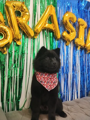 Doação, Chow Chow puro 