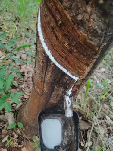 OPORTUNIDADE EM CAMPINA VERDE: FAZENDA COM 46 HEC DE SERINGUEIRAS E PECUÁRIA