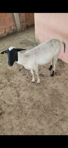 Ovelha