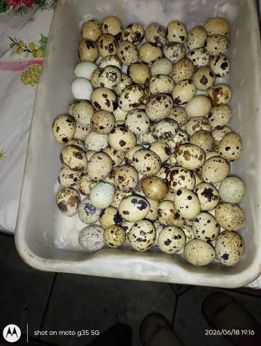 Ovos de codornas galados pra venda 20 reais 30 ovos 
