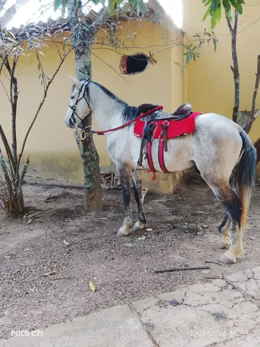 cavalo esquipador