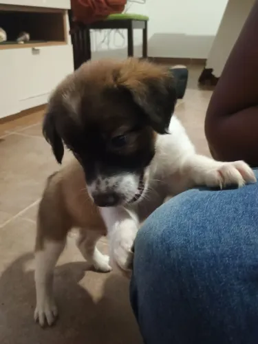 Cães pra adoção responsável.