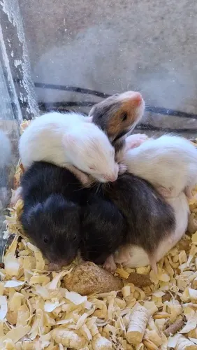 Hamsters Sírios 