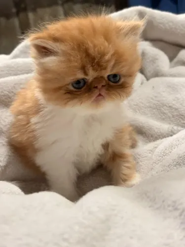 Gata persa laranja e branco 