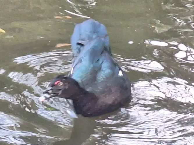 Vende-se um lote de patos