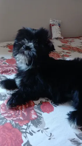 Vendo cachorrinha