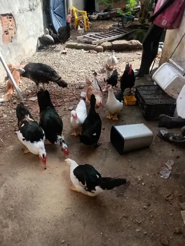 Pato e patas