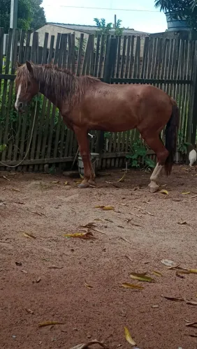 vendo alazão machado manso