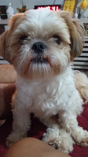 Shitzu 