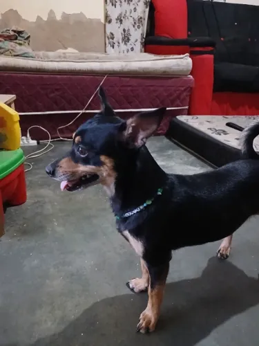 Procura-se uma namorada pro meu pinscher