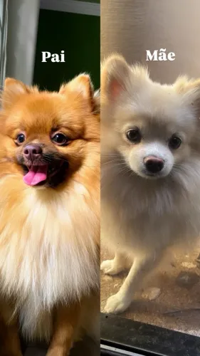 Filhote Spitz Alemão Lulu da Pomerania Anão Particolor  
