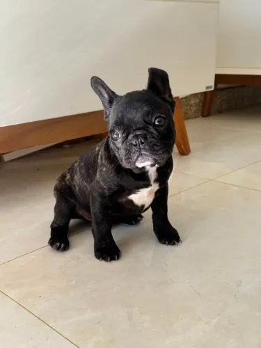 Bulldog Frances ( filhote Femea )