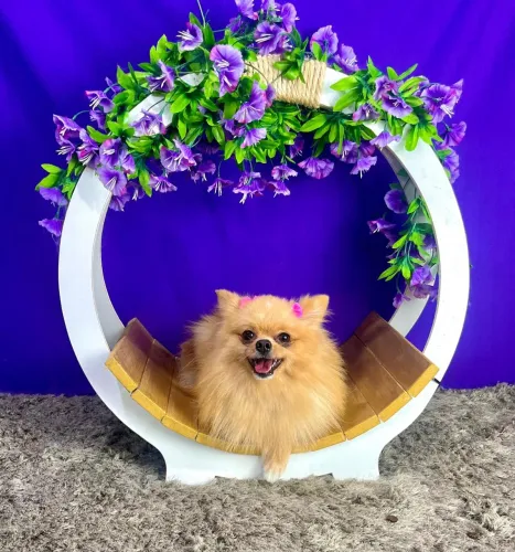 Spitz alemã anã 8 meses