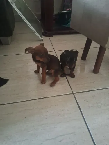 Pinscher macho e fêmea