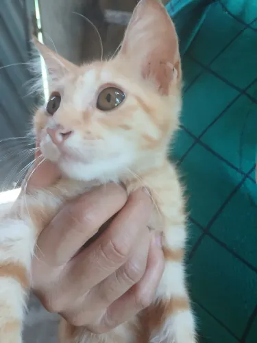 Adoção responsável, 3 gatinhos