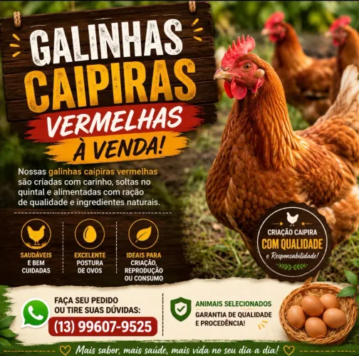 Galinha Caipira