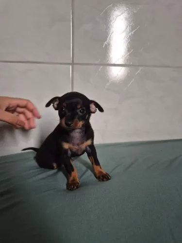 Pinscher 0 fêmea disponível