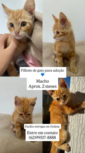 Gato filhote para adoção