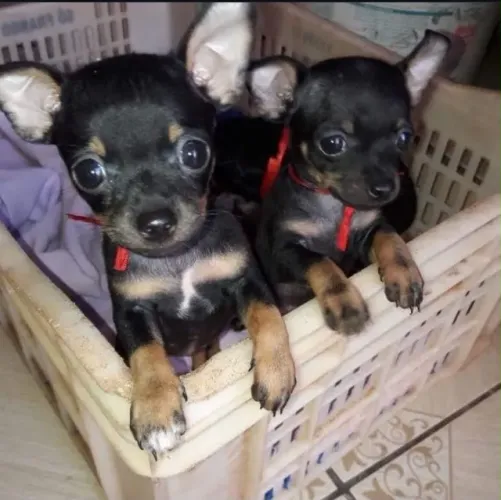 Pinscher 0 -Fêmea e macho /Pronta entrega 