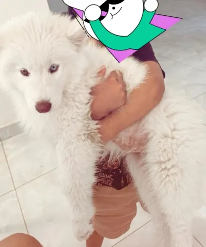 Filhote de Husky Siberiano Wooly Wolf