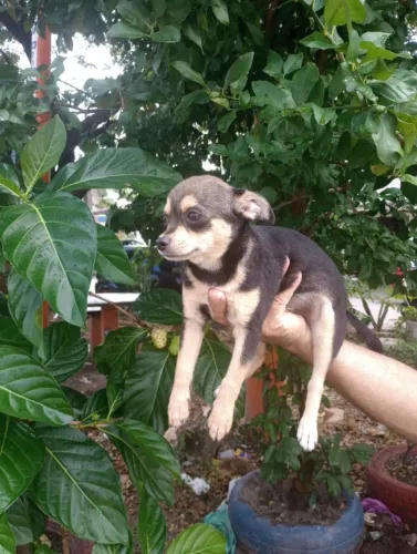 Lindo chihuahua macho pelo curto com pedigree cbkc 