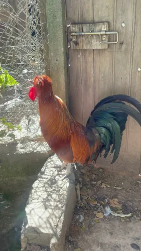 Galo polonês