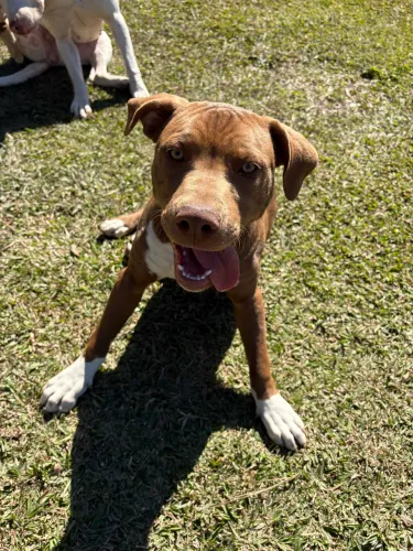 Pitbull