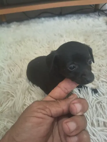 Pinscher