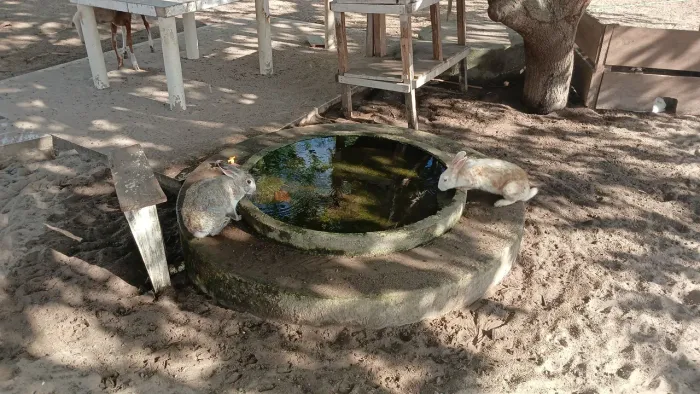 Coelhos adultos