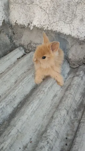 Coelhos mini 