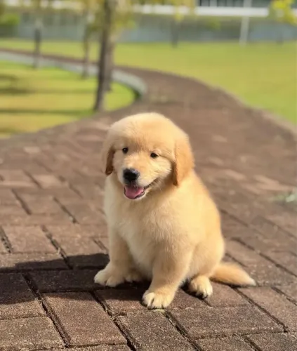 Golden Retriever macho 