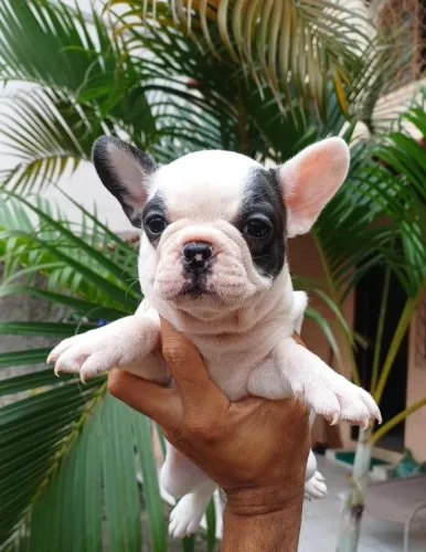 Linda fêmea pied de Bulldog francês