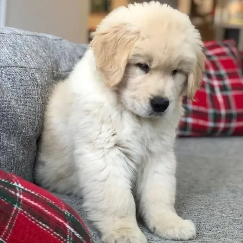 Golden Retriever maravilhosa 