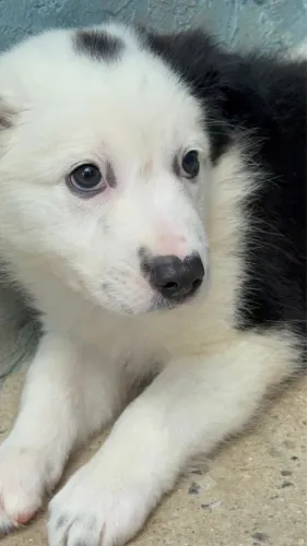 Border Collie @canilcfdog