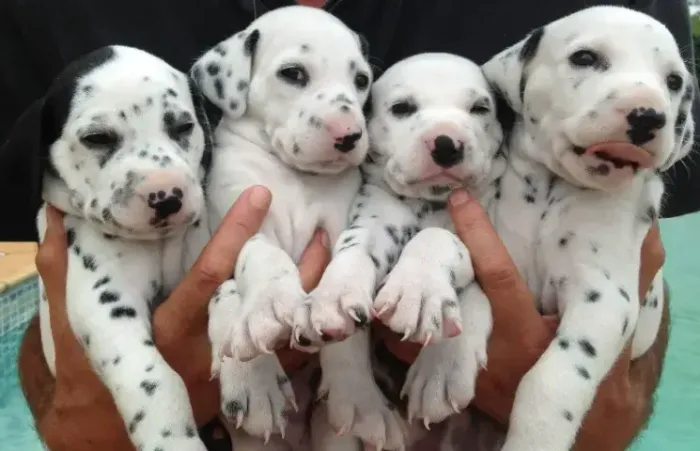 Dalmata 