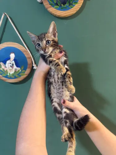 Bengal