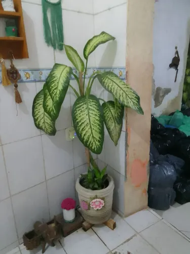 Vendo vaso de comigo ninguém pode decorado
