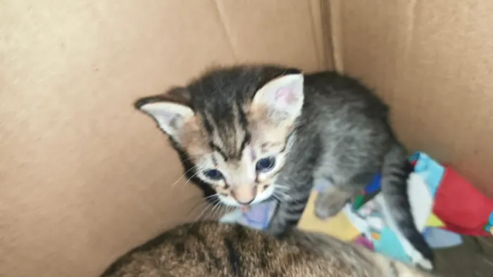 Estou doando 2 gatinhos