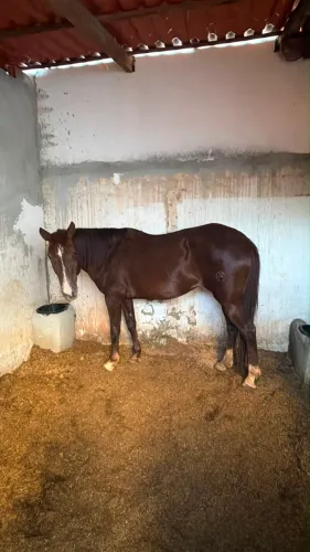 Égua Quarto de milha 