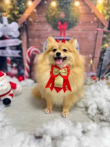 Vendo linda Spitz Alemão (Lulu-da-Pomerânia) - Estilo Raposinha!!!