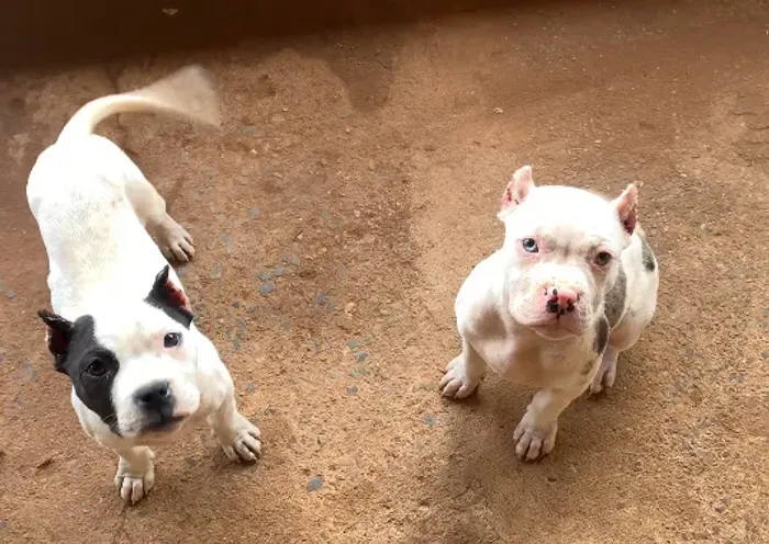 Pit Bull
