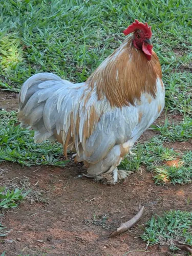 Mini cochim 