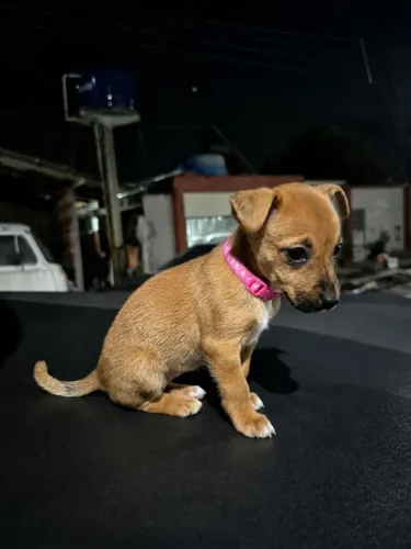 Estou doando esta cachorrinha 