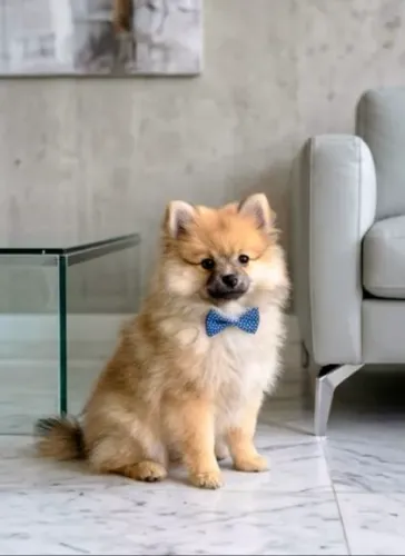 Spitz alemão machinho Porte Pequeno 