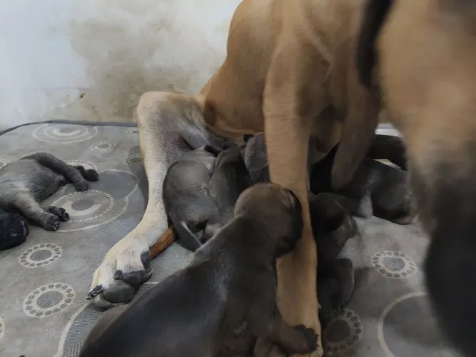 7 Cachorros da Raça Fila Brasileira, puro , a mãe tem pedigree.