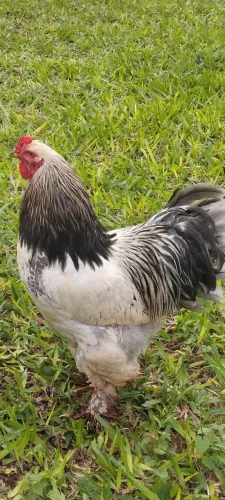 Galo Brahma